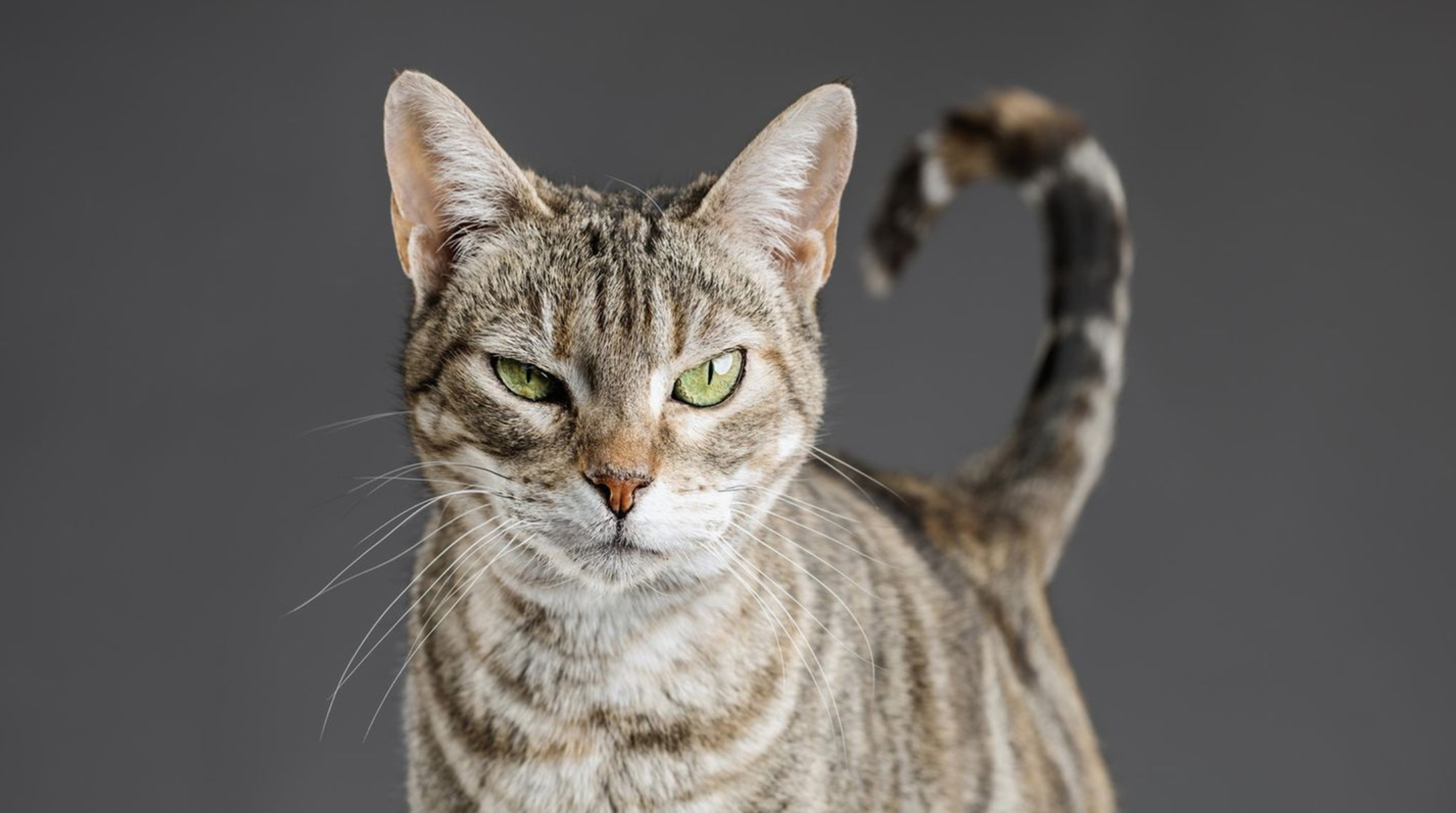 Familienkonzert "Der gestiefelte Kater"